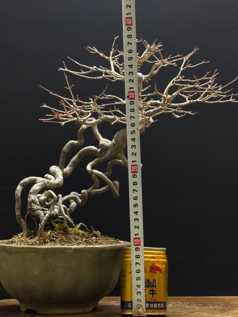 [盆栽]ヤマモミジ//楓/カエデ/松/真柏