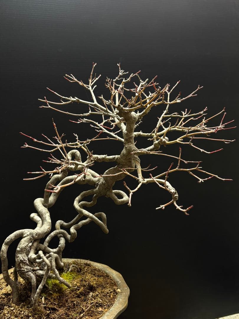 [盆栽]ヤマモミジ//楓/カエデ/松/真柏