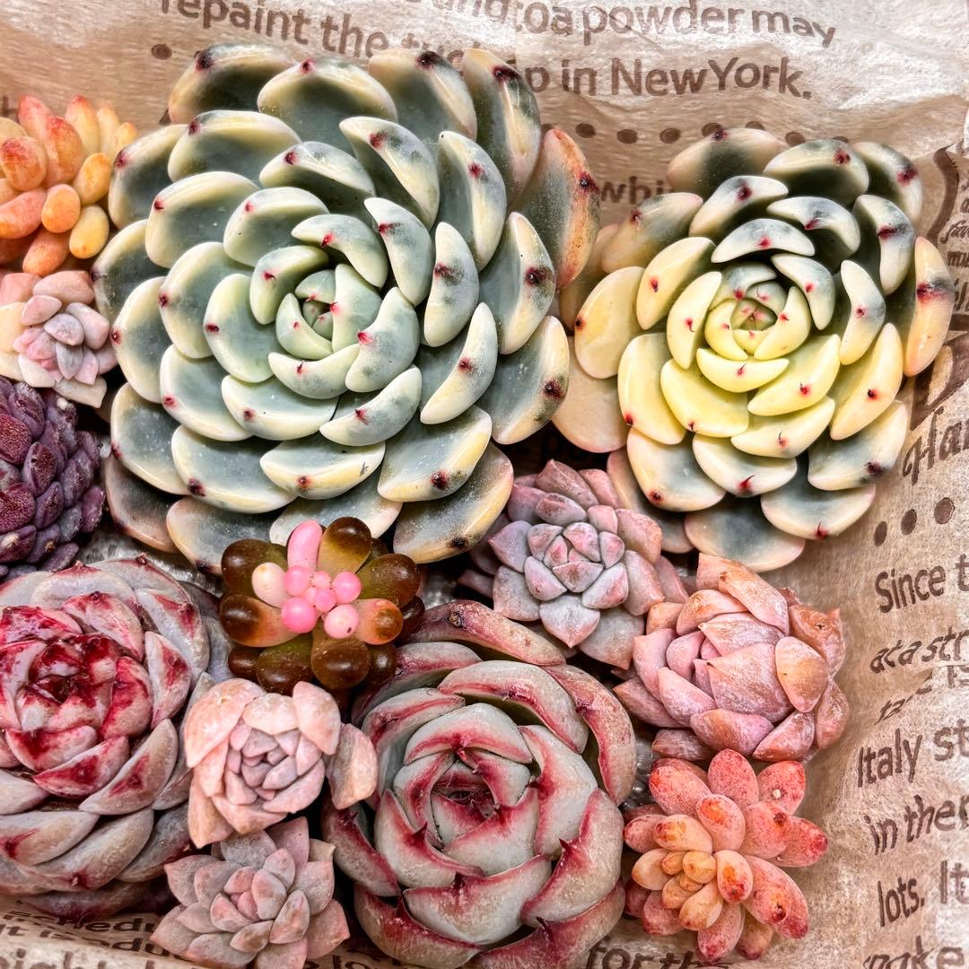 韓国苗♡カット苗♡詰め合わせ♡ブルーミニマ錦♡多肉弁当 - メルカリ