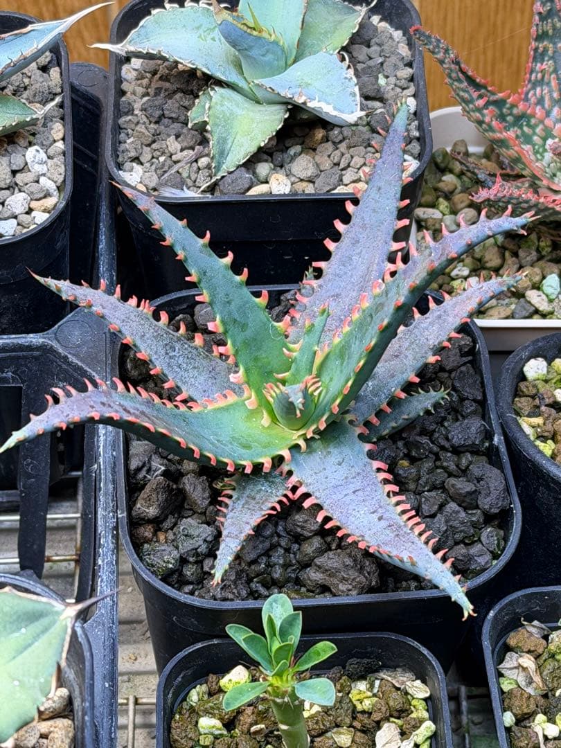 アロエハイブリッド 子株 アロエhyb - メルカリ