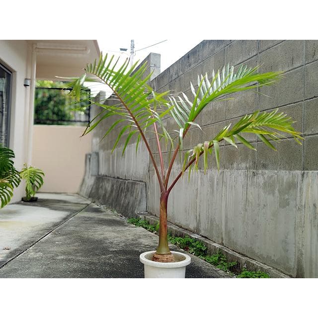 送料込】沖縄産トックリヤシ（27）┃人気沸騰中の徳利椰子で