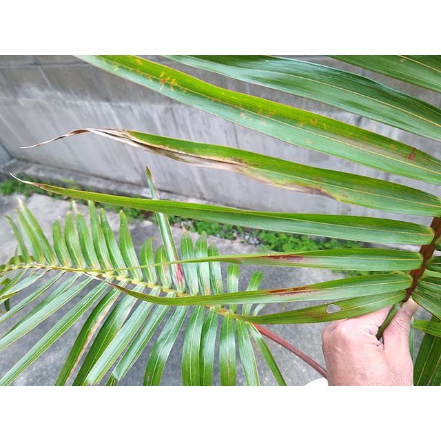 送料込】沖縄産トックリヤシ（27）┃人気沸騰中の徳利椰子で