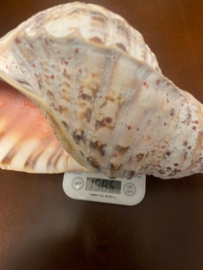ネ*科様 天然　法螺貝　40cm 1585g‼️