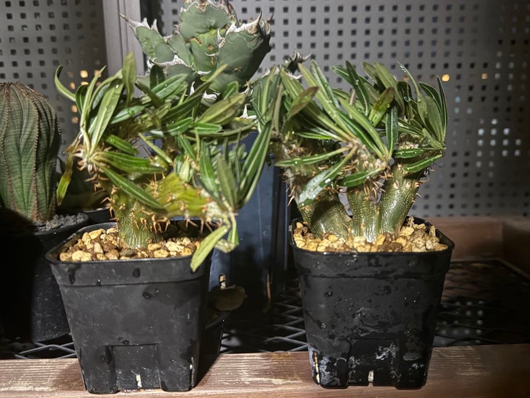 パキポディウム　グラキリス　綴化　2株　セット