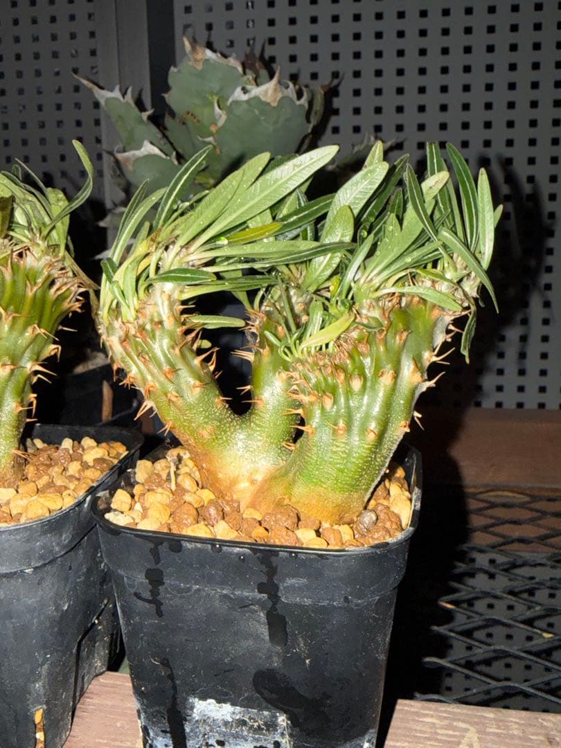 パキポディウム　グラキリス　綴化　2株　セット