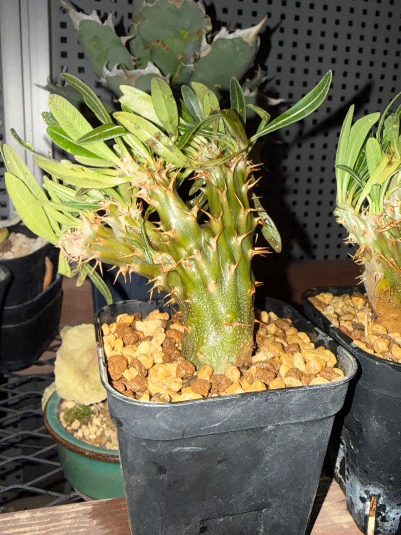 パキポディウム　グラキリス　綴化　2株　セット