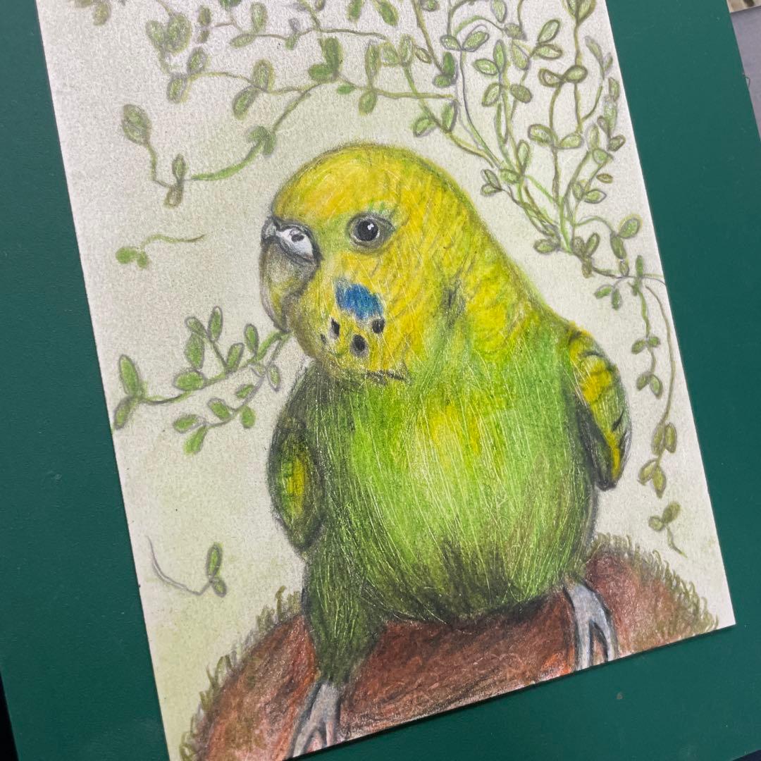 色鉛筆画 リアルで可愛いセキセイインコ 原画 アナログ 鳥 手描き