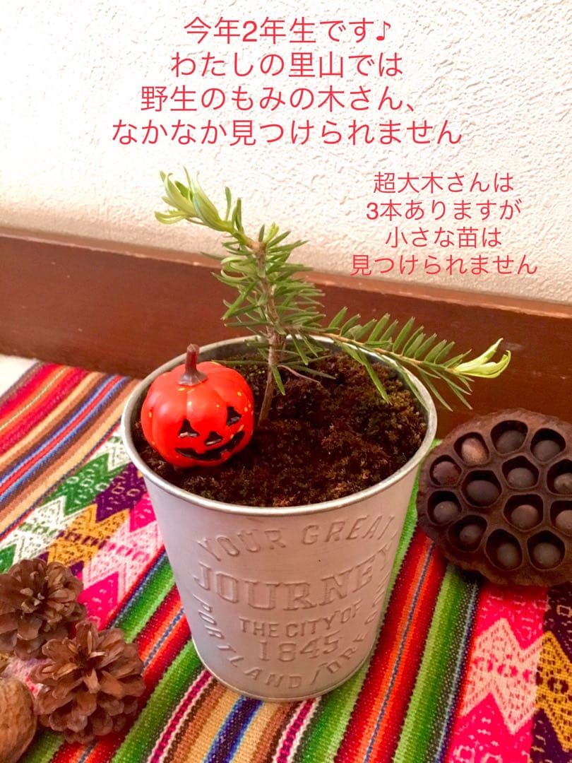 【完売】天然＊野生の可愛いもみの木さん【樅の木/苗木】ハロウィンやクリスマスに！
