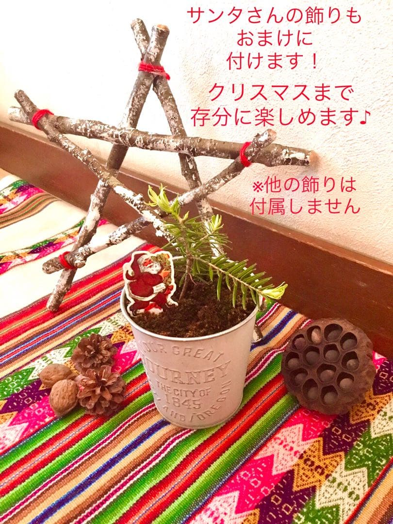 【完売】天然＊野生の可愛いもみの木さん【樅の木/苗木】ハロウィンやクリスマスに！