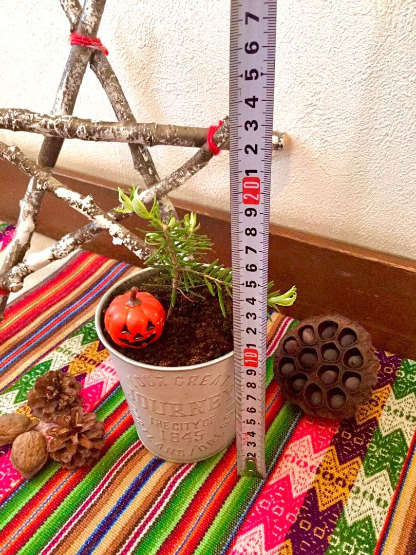 【完売】天然＊野生の可愛いもみの木さん【樅の木/苗木】ハロウィンやクリスマスに！