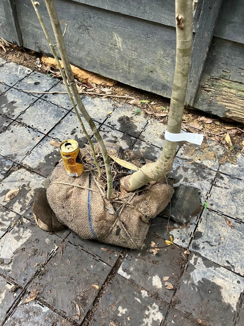 1 山採り　アオダモ