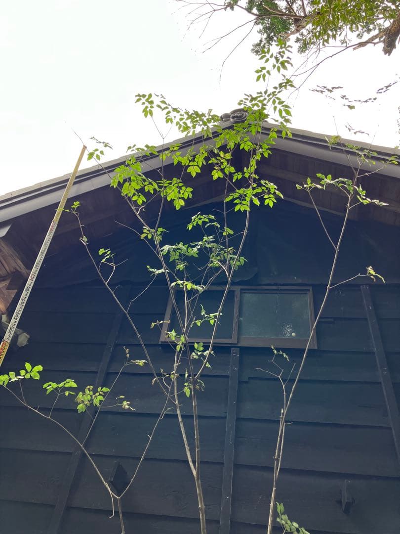 1 山採り　アオダモ