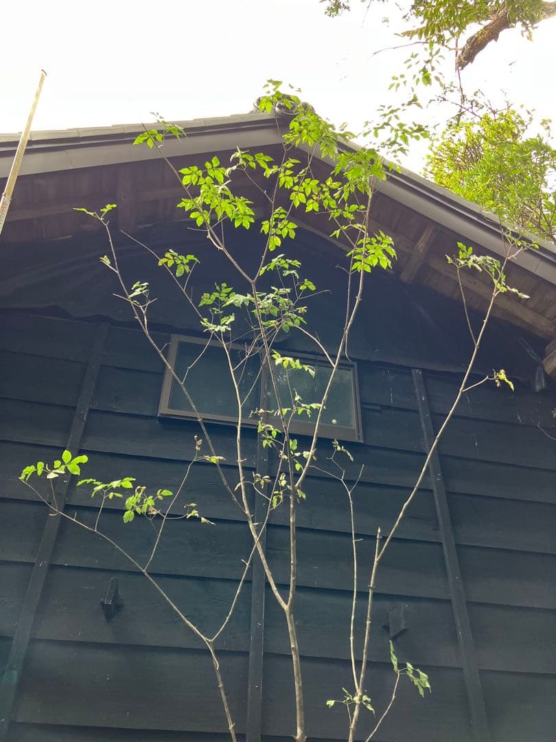 1 山採り　アオダモ