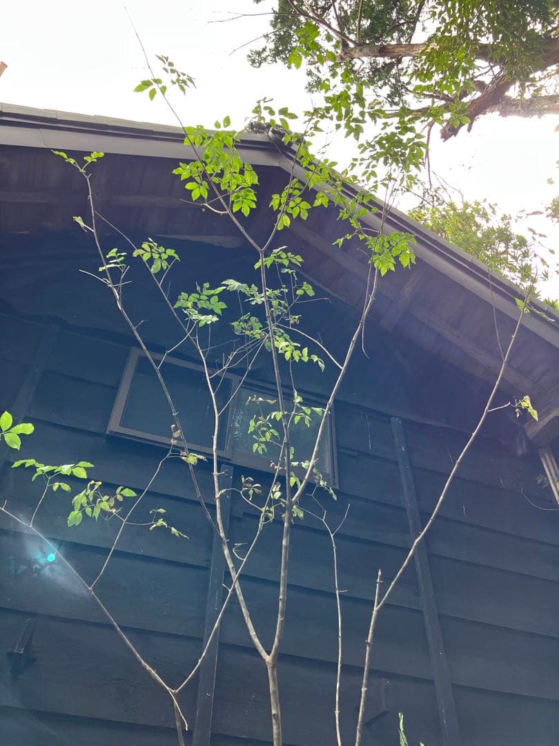 1 山採り　アオダモ