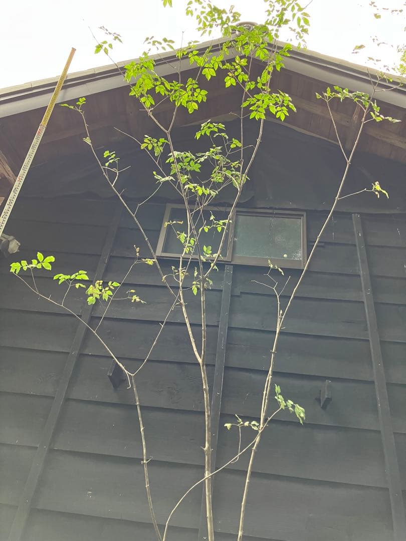 1 山採り　アオダモ