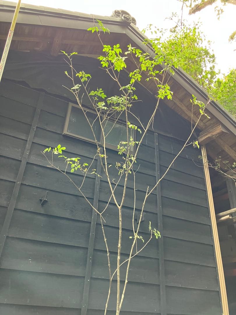 1 山採り　アオダモ