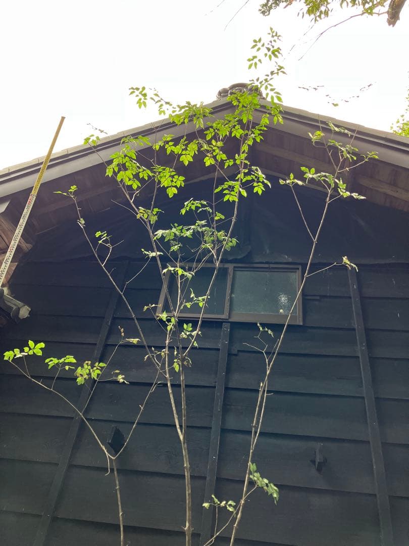 1 山採り　アオダモ