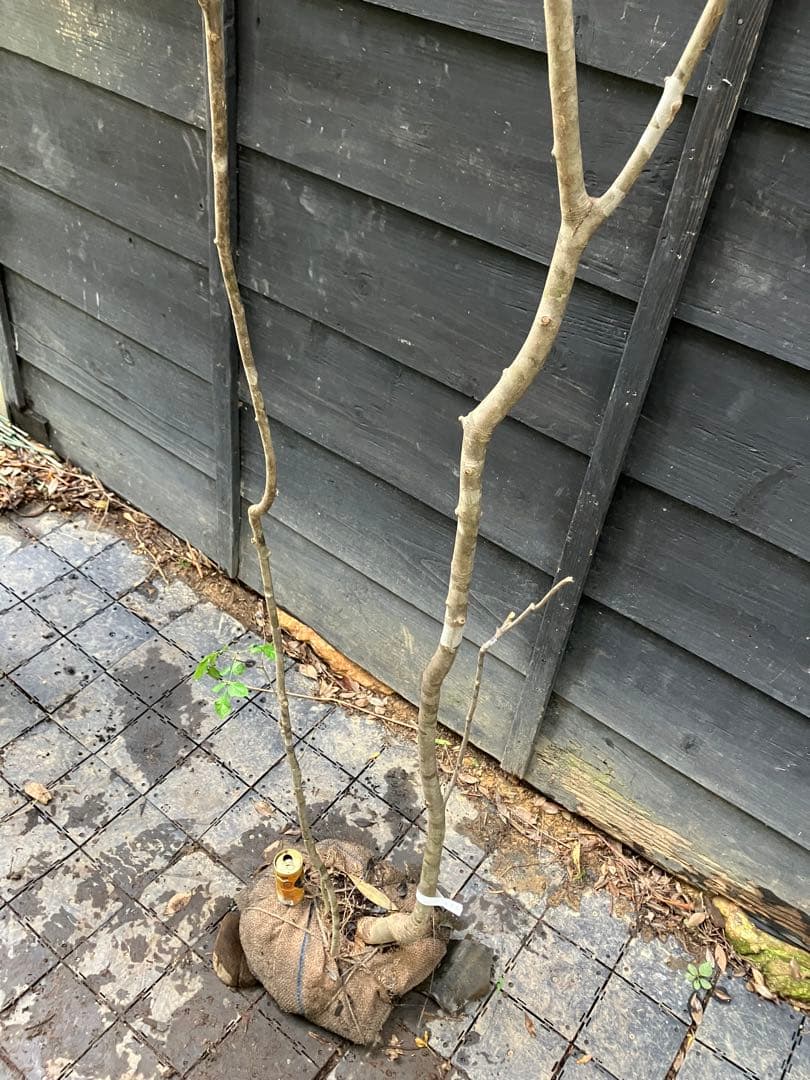 1 山採り　アオダモ