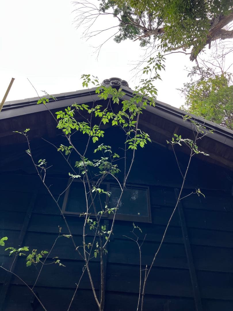 1 山採り　アオダモ