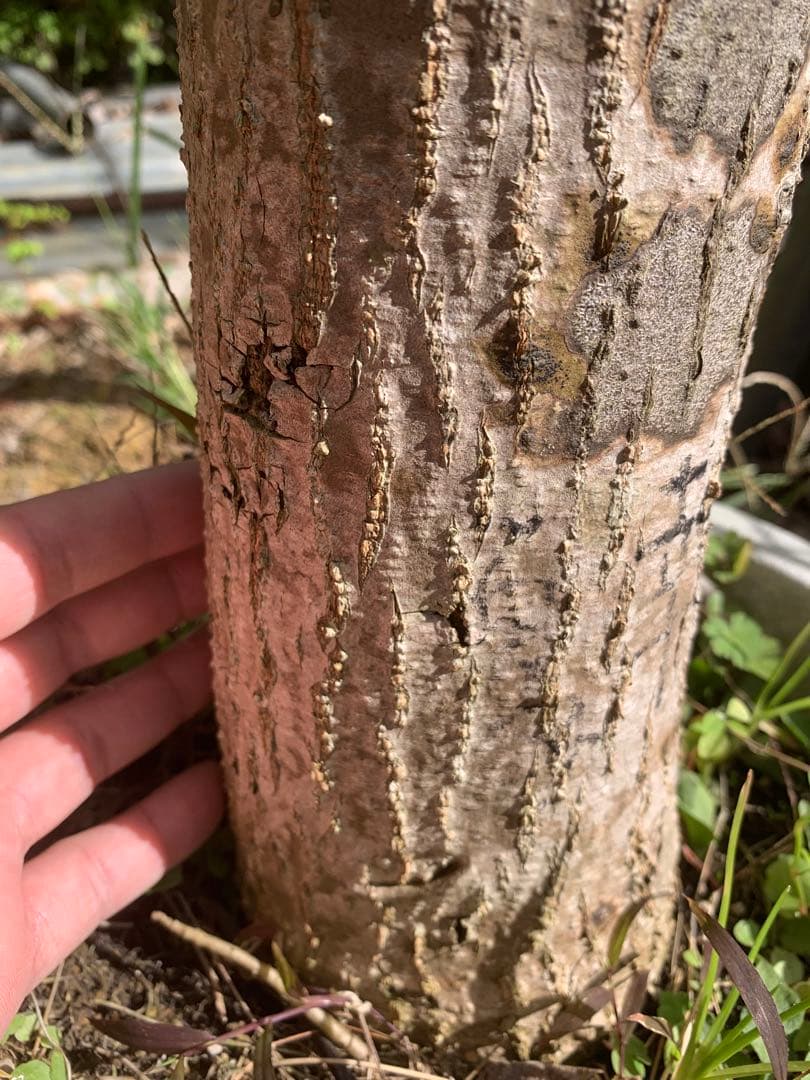 超希少　唯一　夏幸マンゴー接木苗木(特大) 花付き