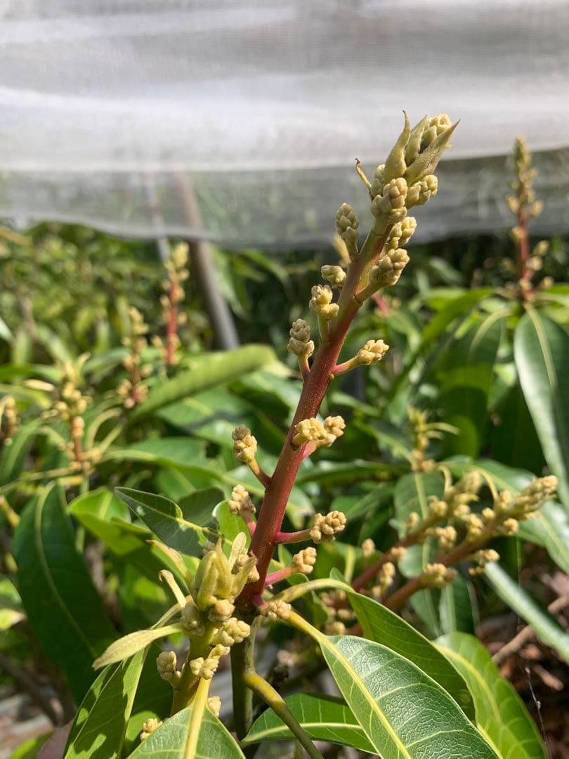 超希少　唯一　夏幸マンゴー接木苗木(特大) 花付き