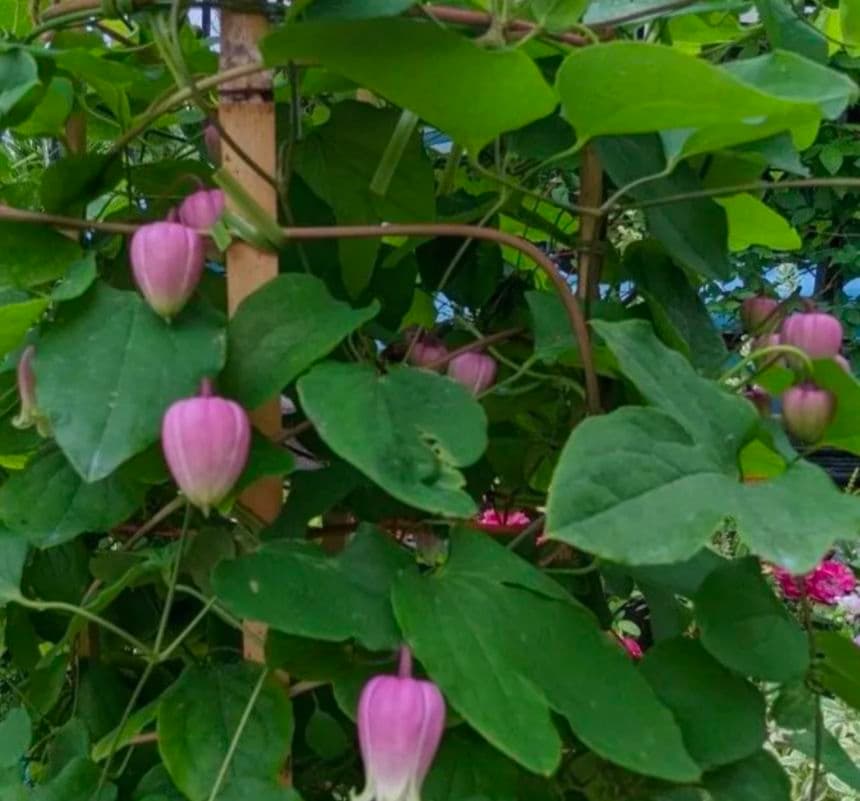 【這沢】クレマチス4年生 大株 ☆ラベル付正規品 鉢のまま発送