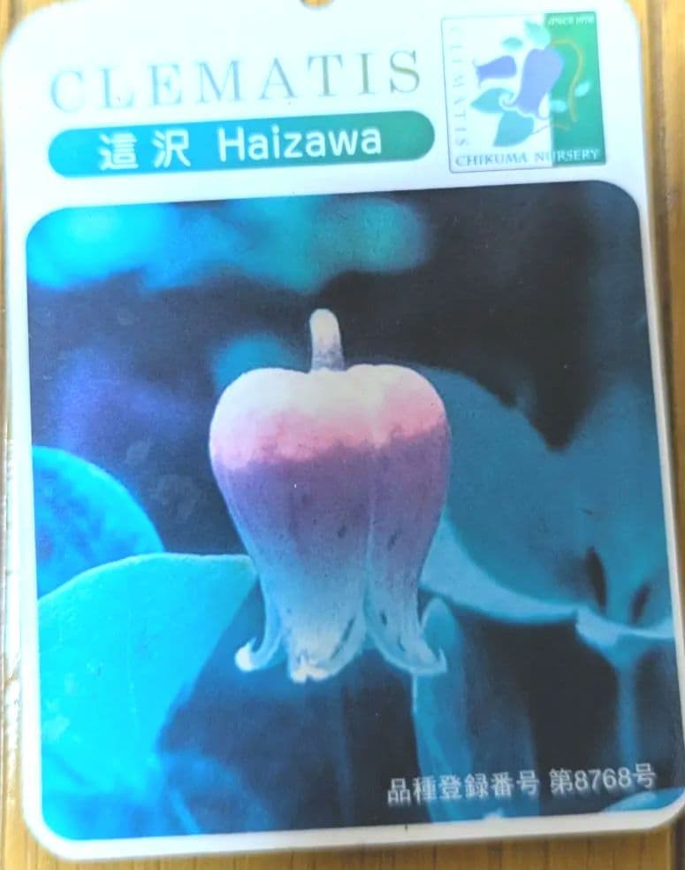 【這沢】クレマチス4年生 大株 ☆ラベル付正規品 鉢のまま発送