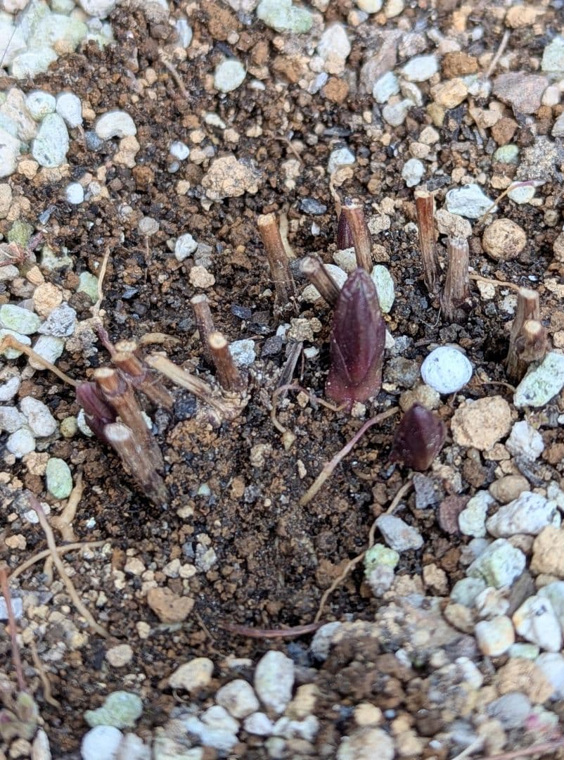 【這沢】クレマチス4年生 大株 ☆ラベル付正規品 鉢のまま発送