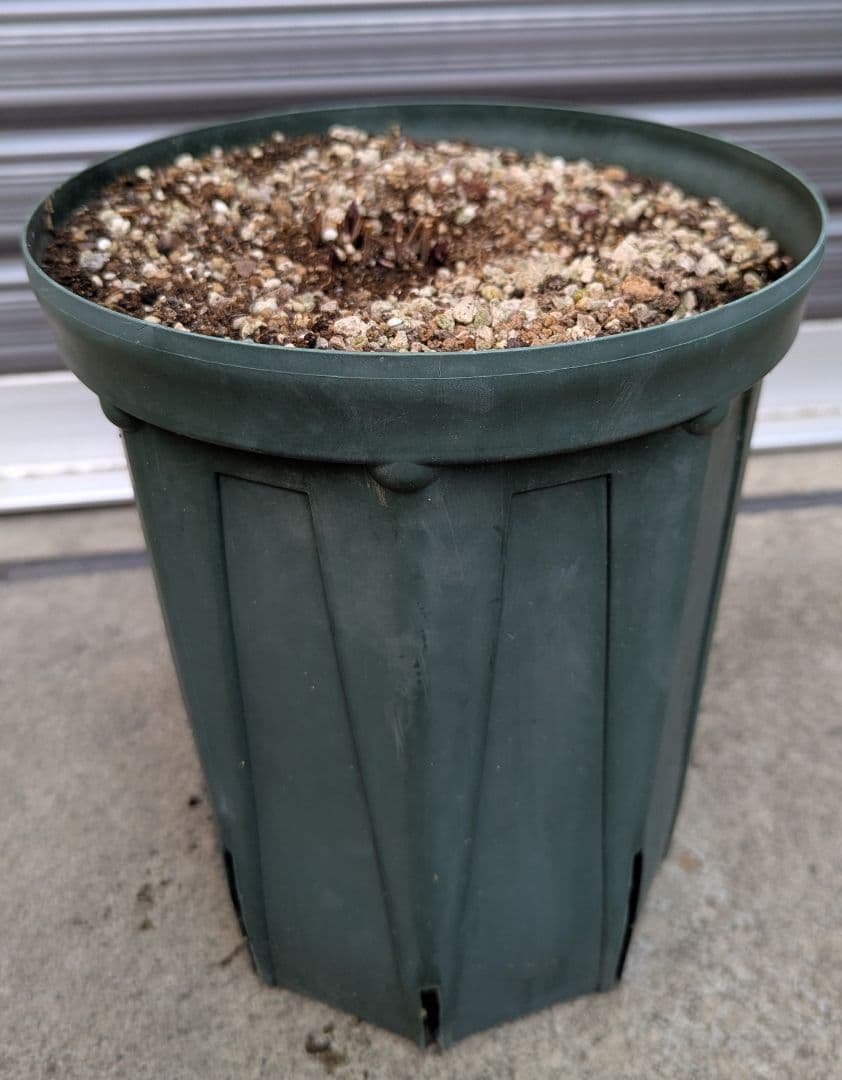 【這沢】クレマチス4年生 大株 ☆ラベル付正規品 鉢のまま発送