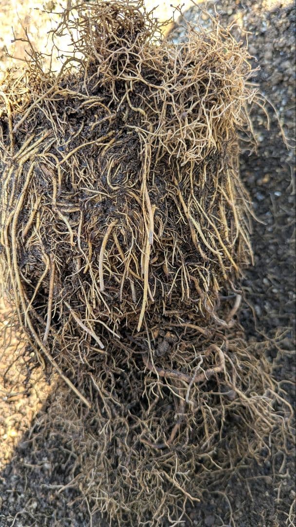 s*8様 希少クレマチス【這沢】ラベル付正規品 大株 壺型 ☆ 鉢のまま