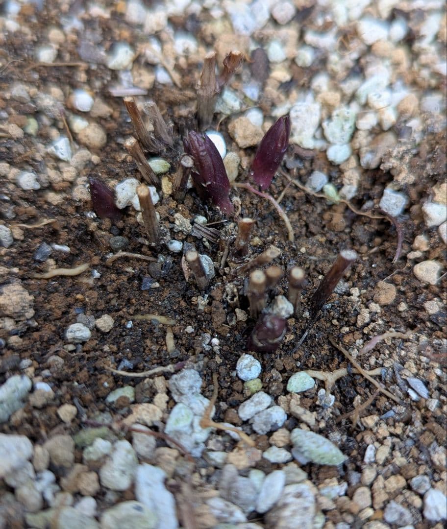 【這沢】クレマチス4年生 大株 ☆ラベル付正規品 鉢のまま発送