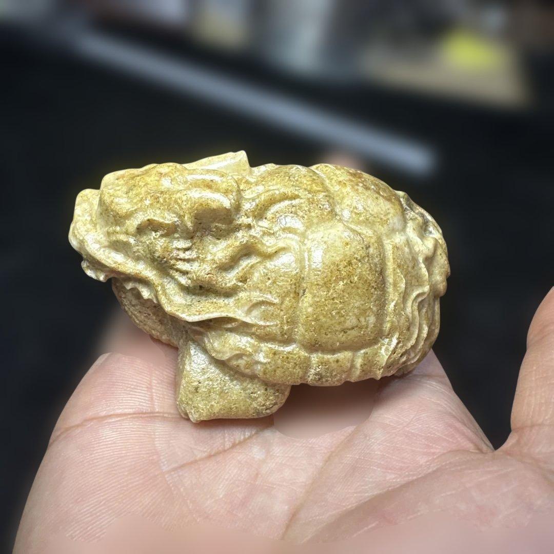 【希少】天然　龍宮舎利　龍亀　ロングイ