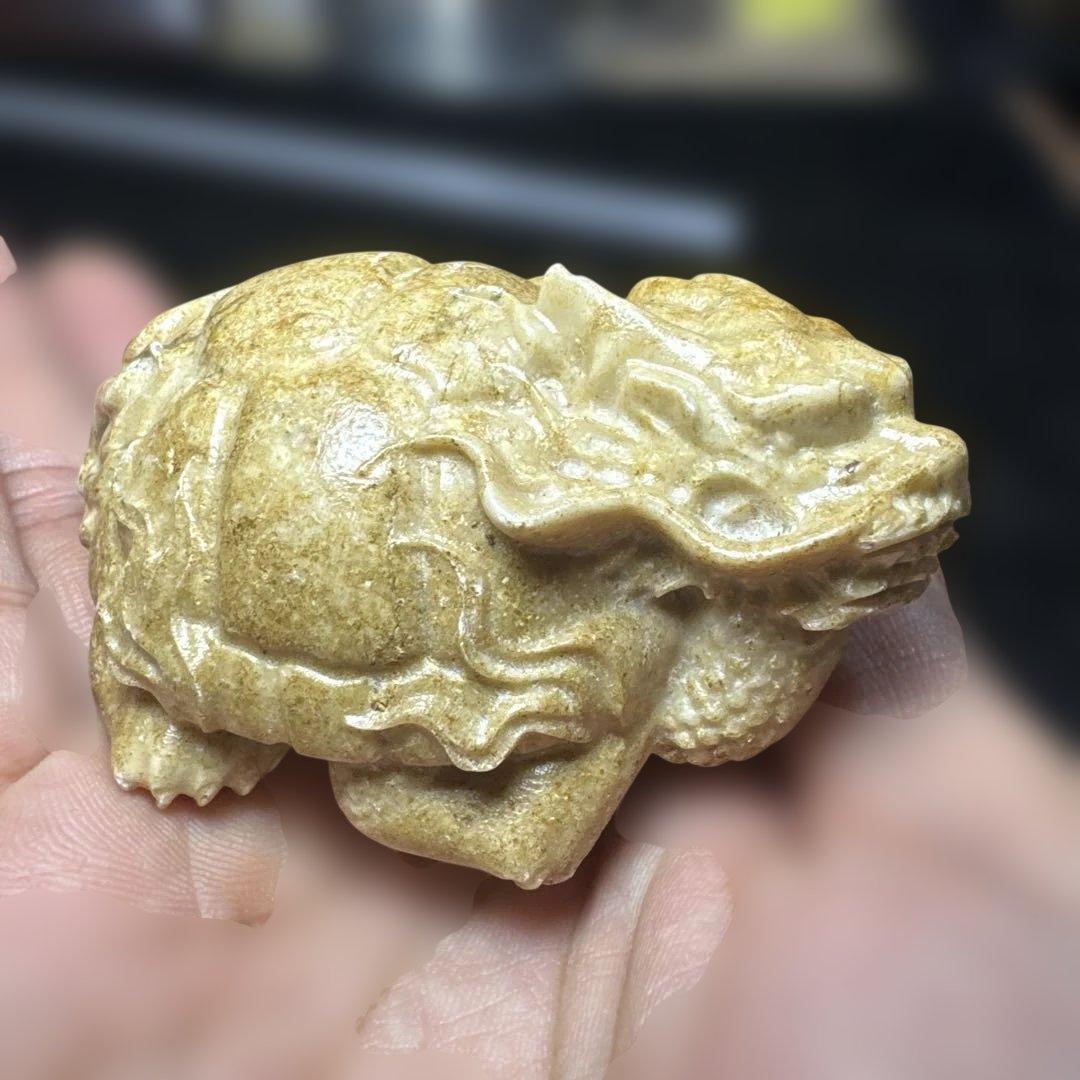 【希少】天然　龍宮舎利　龍亀　ロングイ