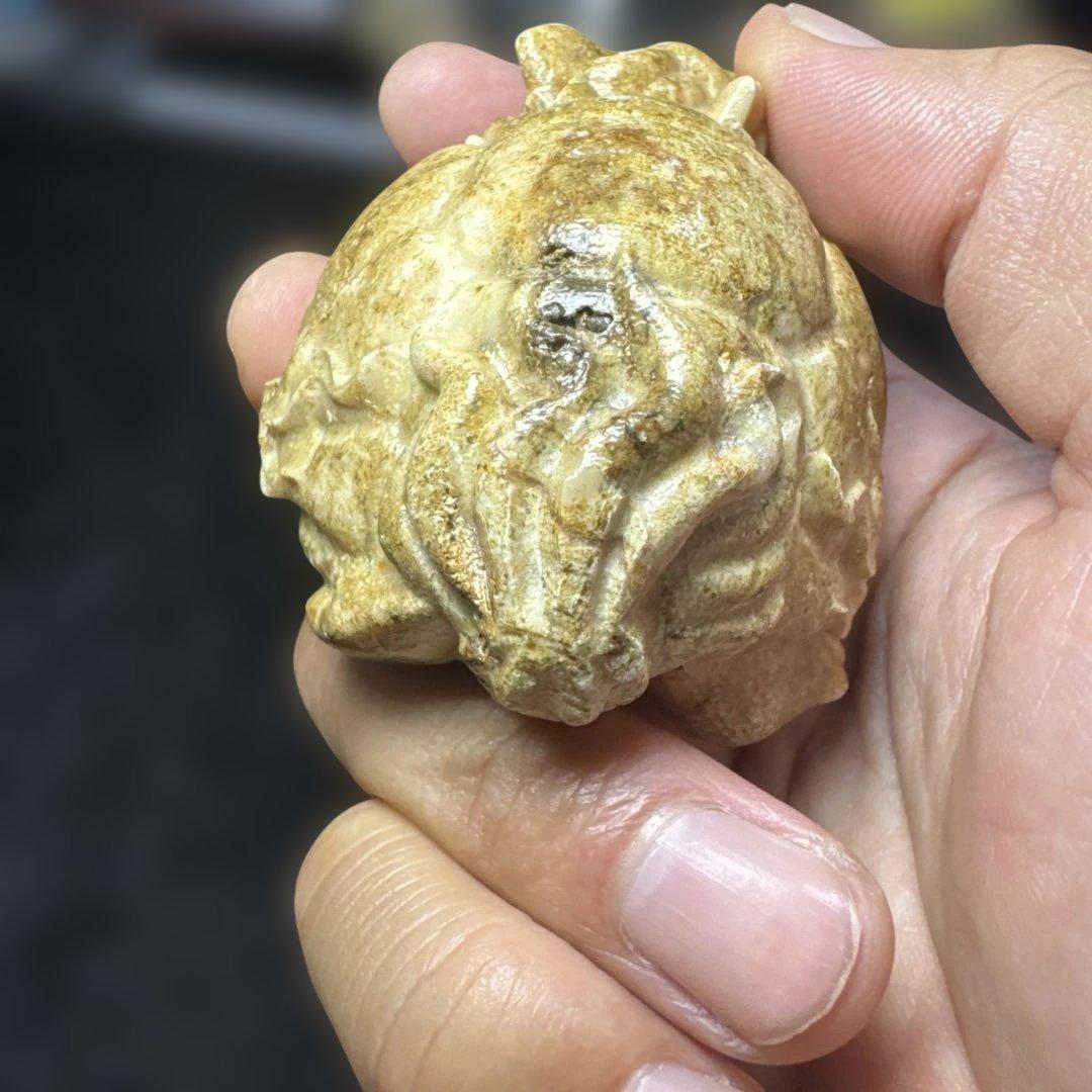 【希少】天然　龍宮舎利　龍亀　ロングイ