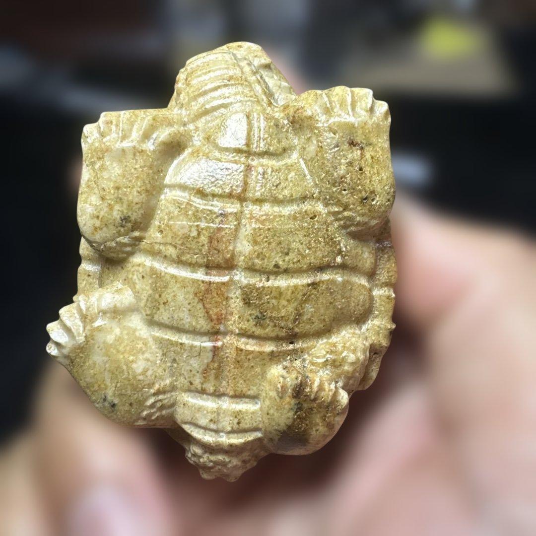 【希少】天然　龍宮舎利　龍亀　ロングイ