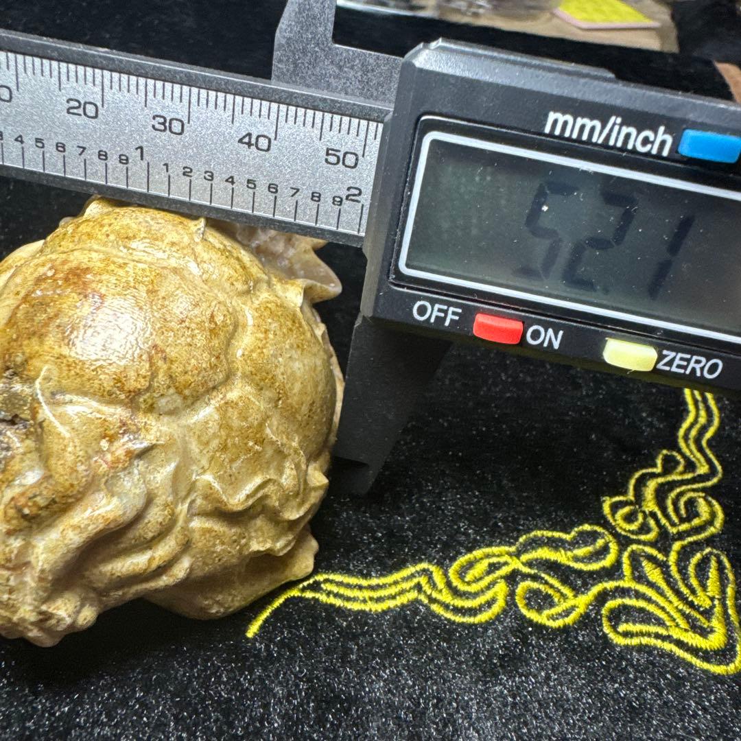 【希少】天然　龍宮舎利　龍亀　ロングイ