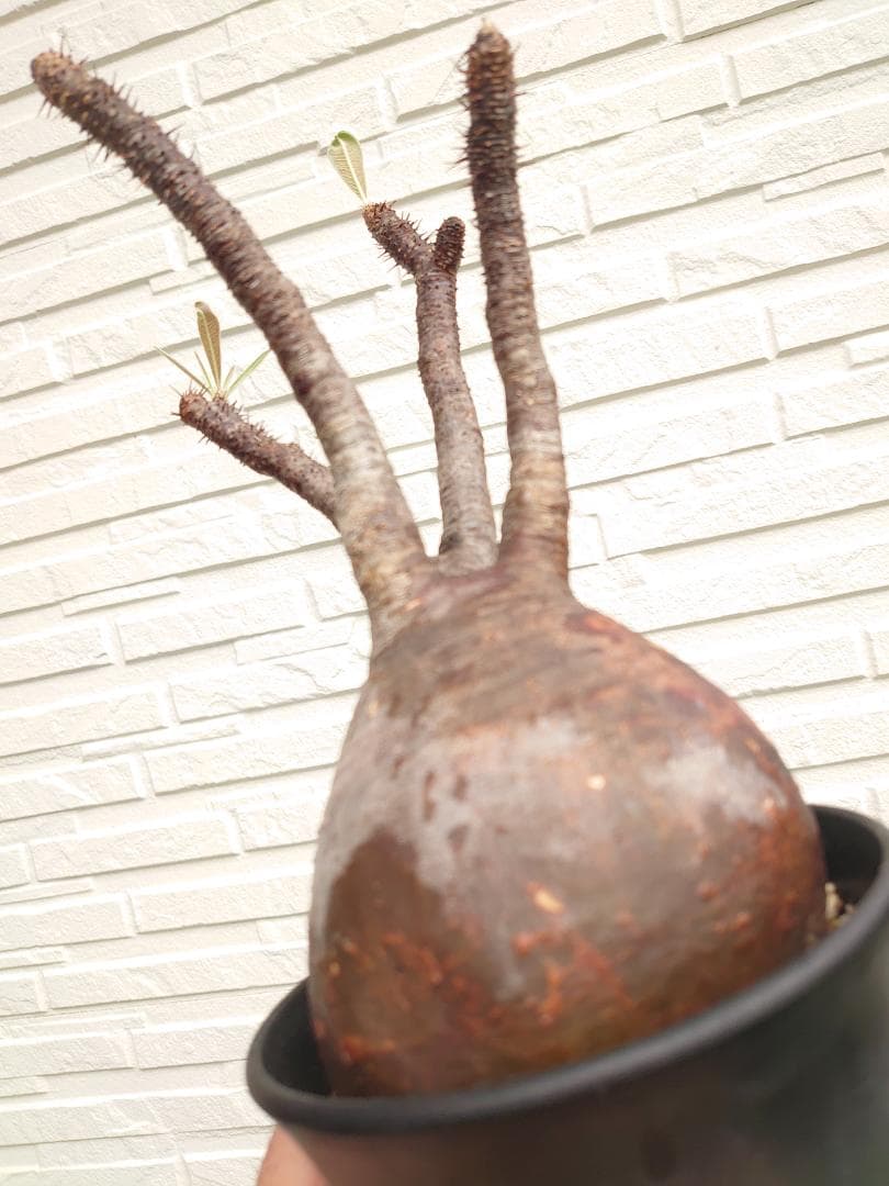 パキポディウム グラキリス