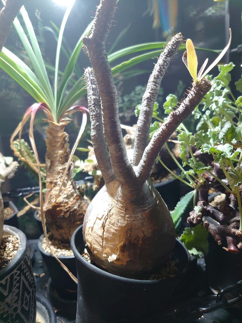 パキポディウム グラキリス