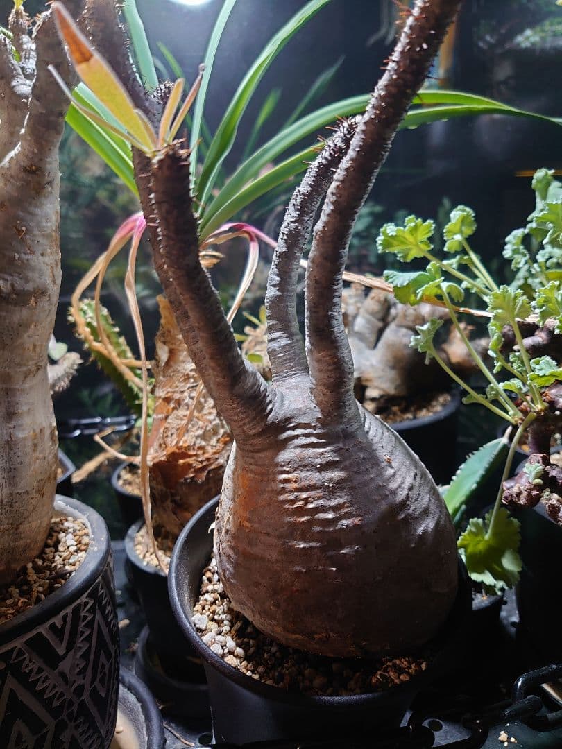 パキポディウム グラキリス