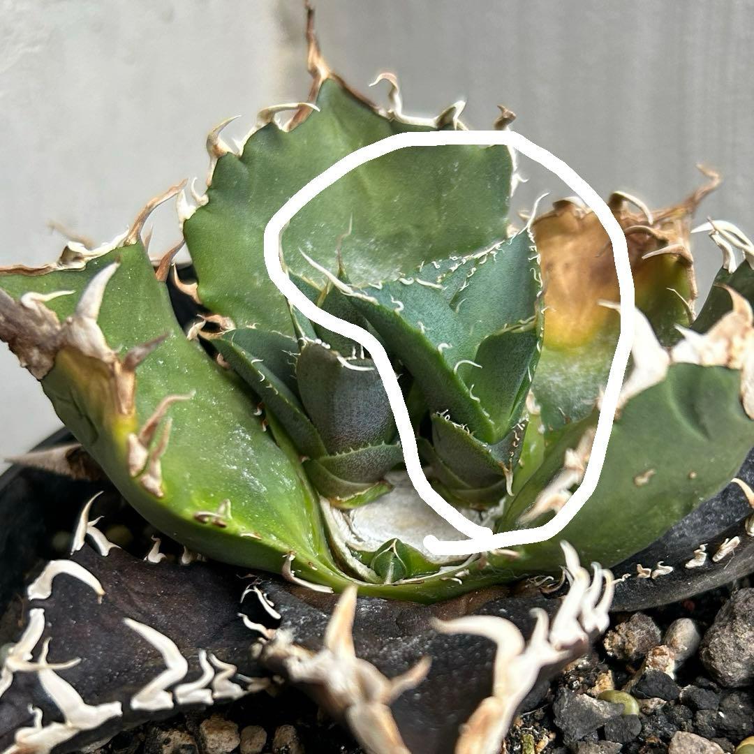 子株】 アガベ チタノタ レジェンド ロウルサンコ産 - メルカリ