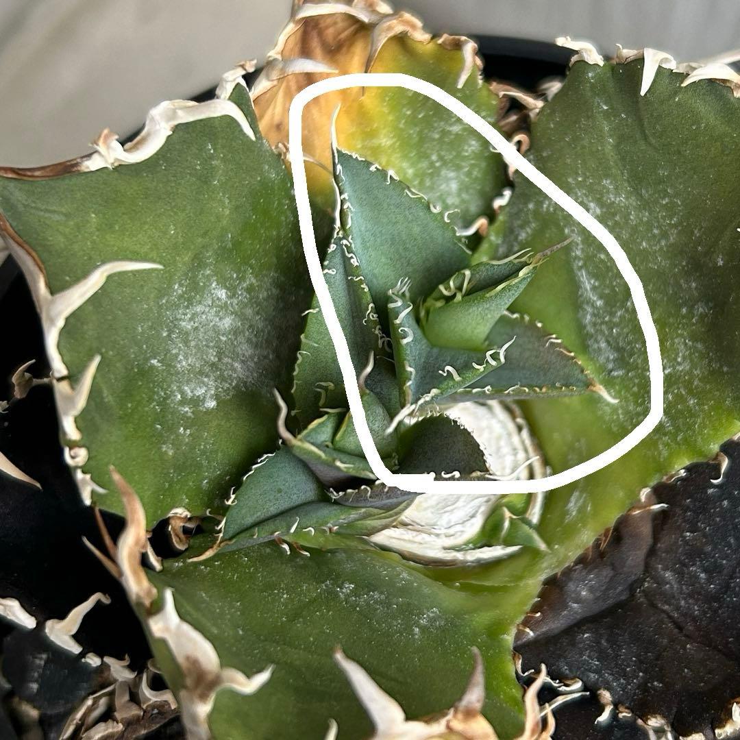 子株】 アガベ チタノタ レジェンド ロウルサンコ産 - メルカリ