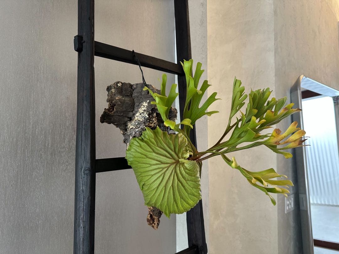 P.ridleyi wild リドレイ ワイルド ビカクシダ 三角コルク板付け