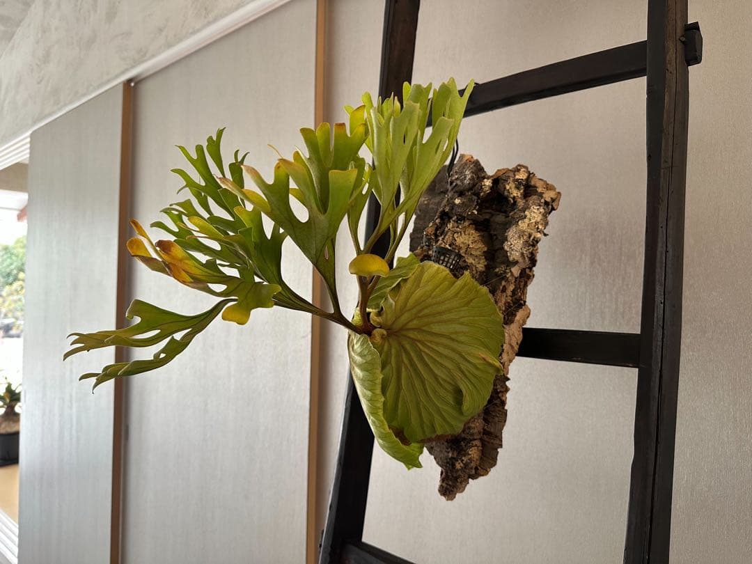 P.ridleyi wild リドレイ ワイルド ビカクシダ 三角コルク板付け