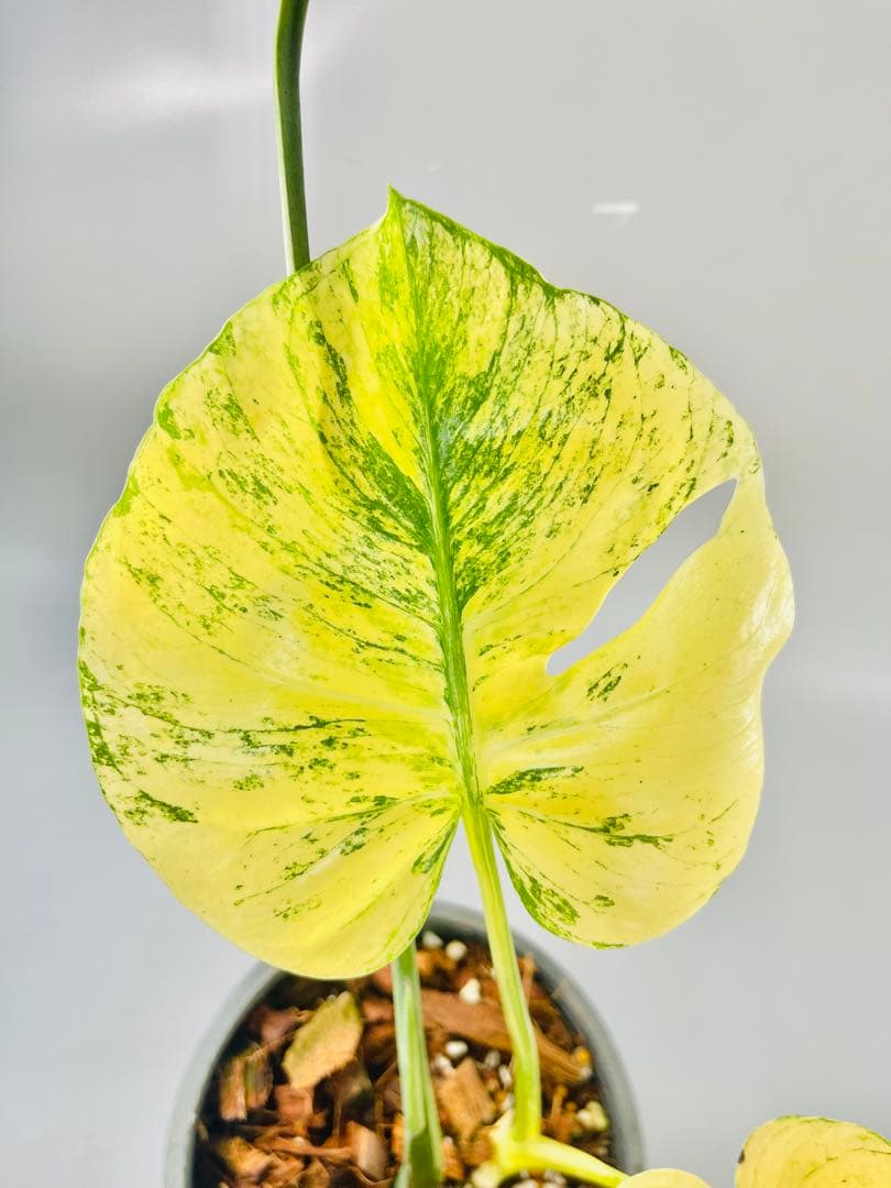 モンステラ　ミント　サイアム 斑入り　Deliciosa Mint Siam ④