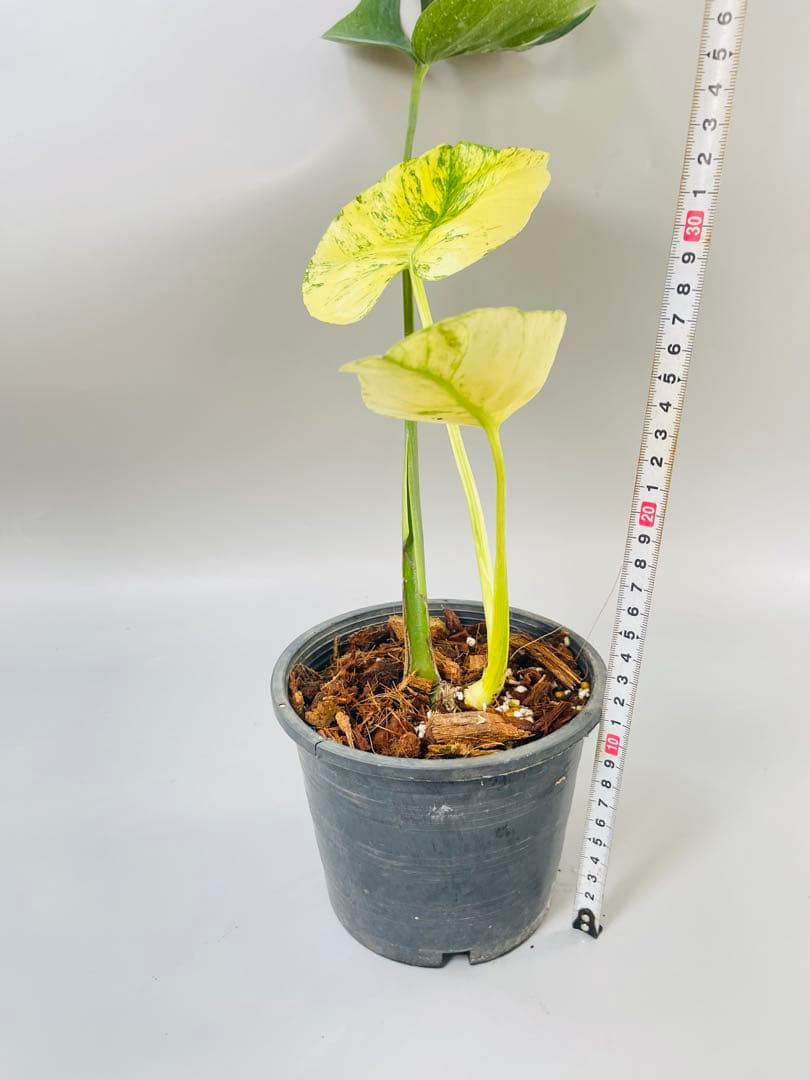 モンステラ　ミント　サイアム 斑入り　Deliciosa Mint Siam ④