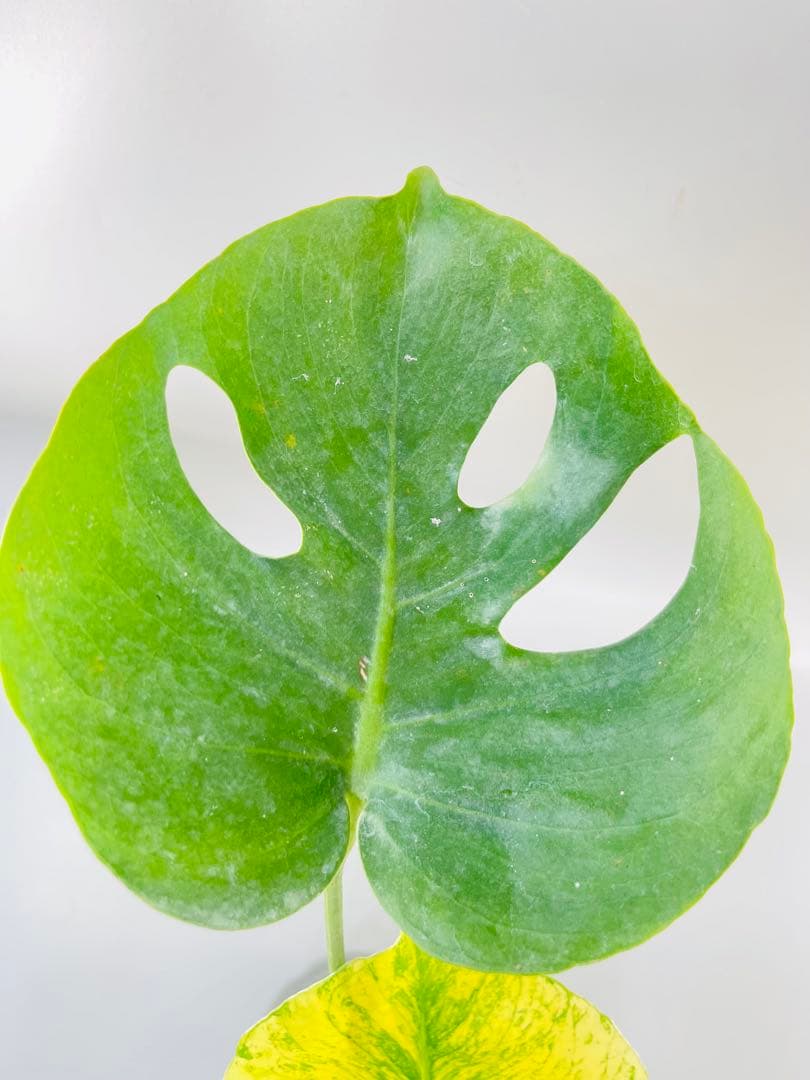 モンステラ　ミント　サイアム 斑入り　Deliciosa Mint Siam ④