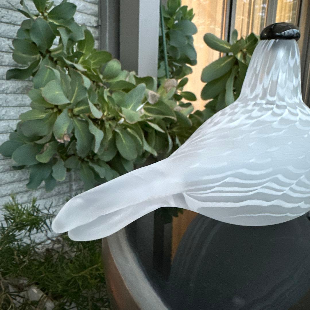 OIVA TOIKKA Bird Species of Tern 02美品