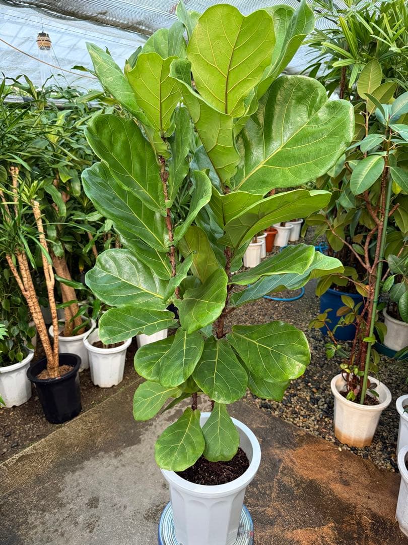 【特級品】フィカス リラータ (カシワバゴム) 10号鉢サイズ 鉢付き 送料込