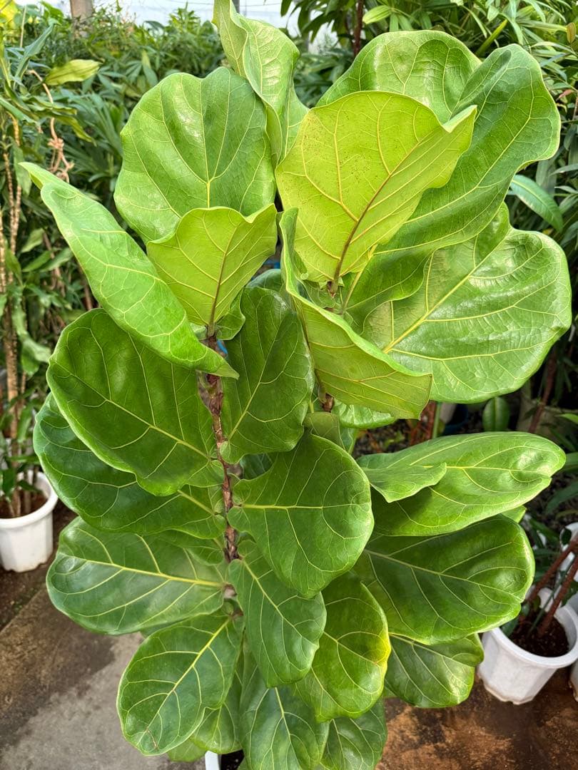 【特級品】フィカス リラータ (カシワバゴム) 10号鉢サイズ 鉢付き 送料込