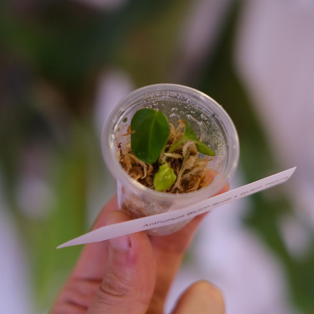 A. BVEP Scott × BVEP Tezula｜実生•アンスリウム